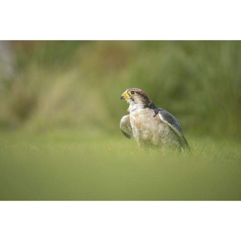 Canon RF 200–800 mm F6.3–9 IS USM
