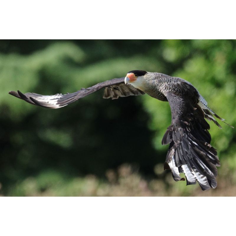Canon RF 200–800 mm F6.3–9 IS USM